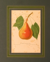 FH 32 - Beuerre Clairgeau pear